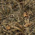 Marsh & Wetland