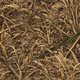 Grassland & Prairie