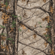 Forest & Hardwood