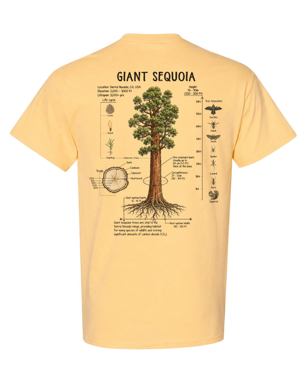 Giant Sequoia Botanical Diagram T-shirt
