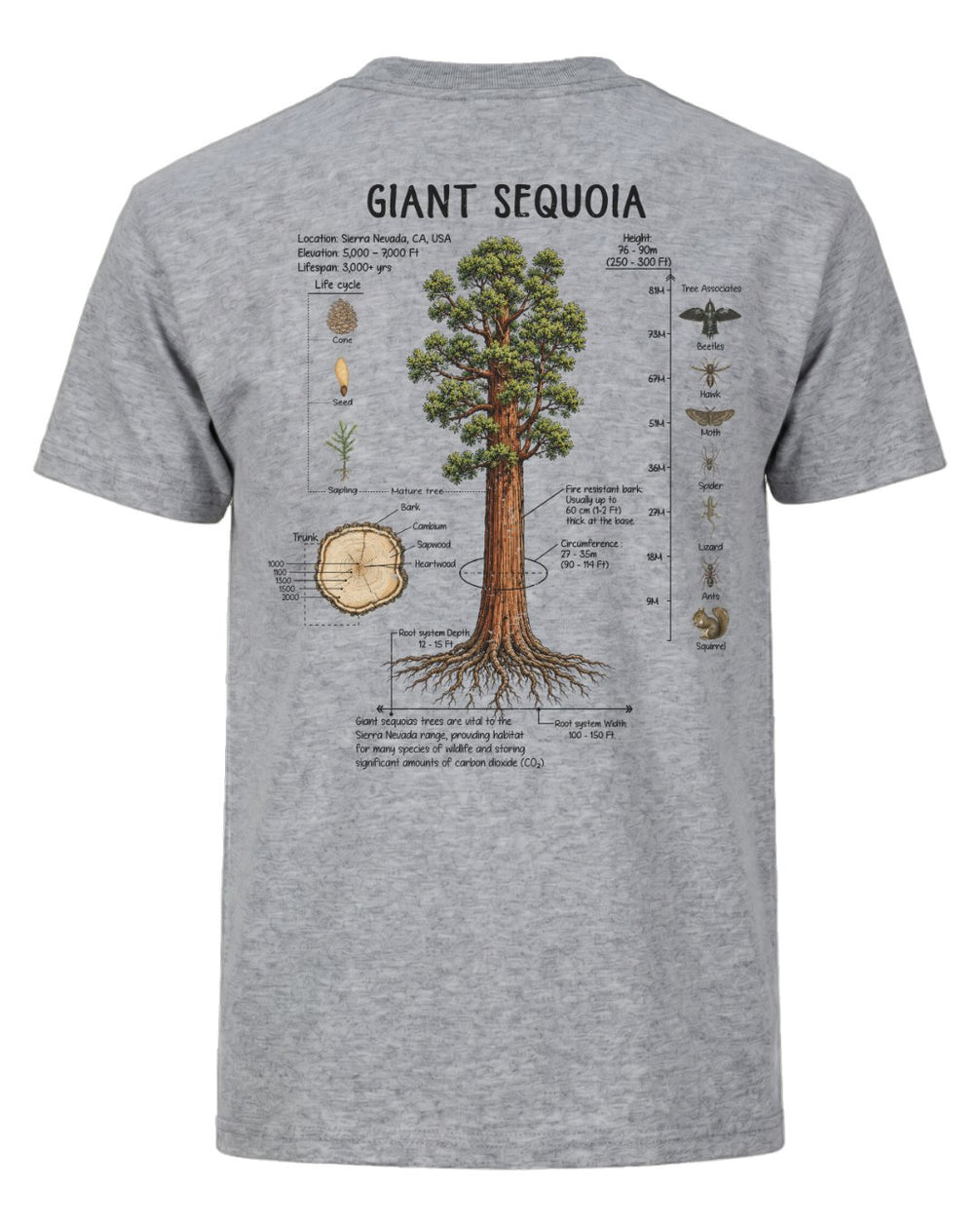 Giant Sequoia Botanical Diagram T-shirt