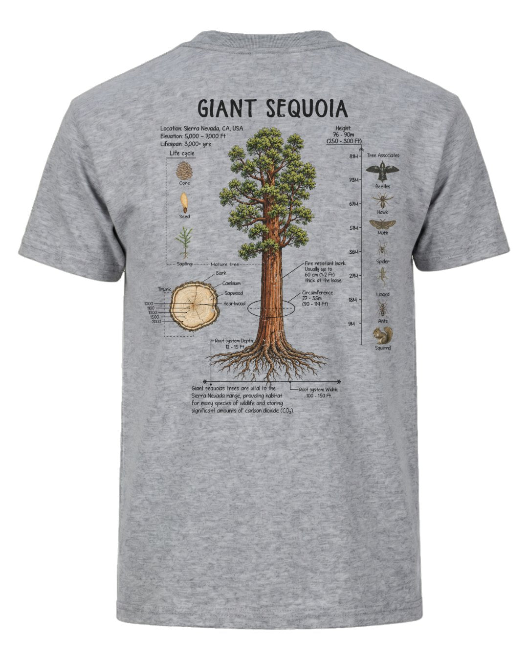 Giant Sequoia Botanical Diagram T-shirt
