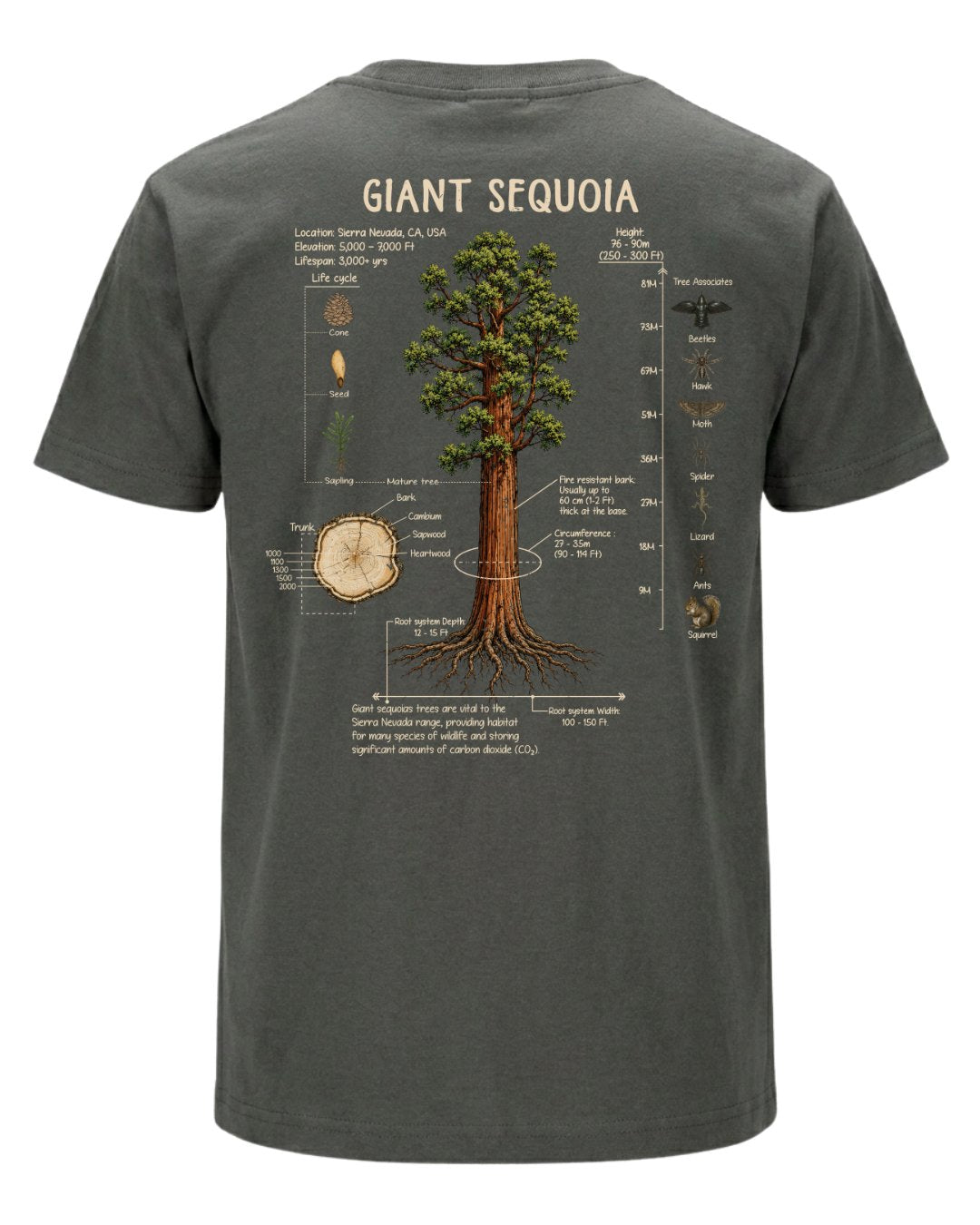 Giant Sequoia Botanical Diagram T-shirt