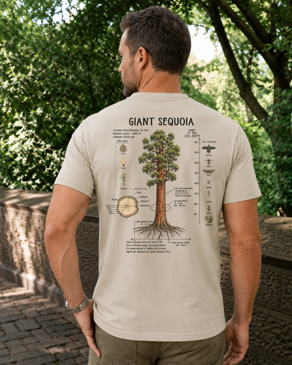 Giant Sequoia Botanical Diagram T-shirt