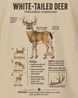 Wildlife Facts White-tailed Deer T-shirt