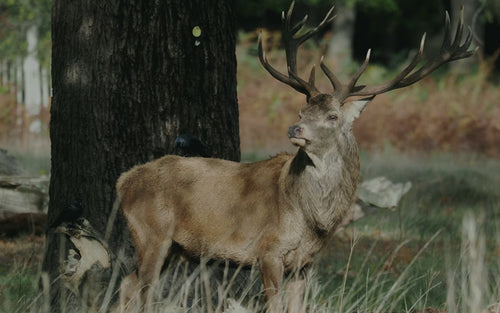 Camo Signal deer hunting collection